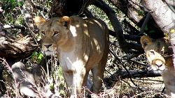 Afrika Löwen