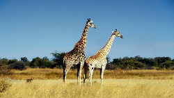Afrika Giraffen